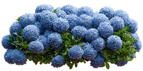 Vibrant blue hydrangea flowers blooming in lush green foliage, showcasing the beauty of nature and floral elegance in a garden setting