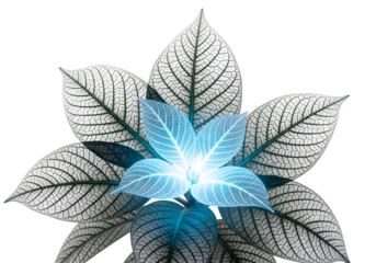 Glowing blue flower with white veined leaves isolated on transparent background