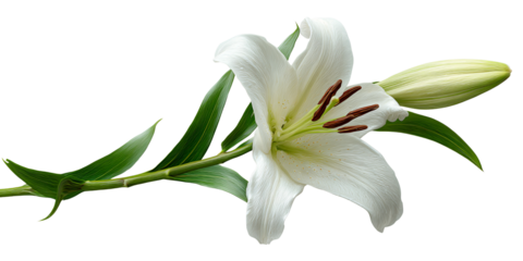 Elegant White Lily Blossom with Bud and Green Leaves on Black Background Floral Still Life for Sympathy, Purity, and Remembrance