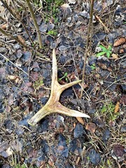the horn of a male moose found in the spring in the forest.