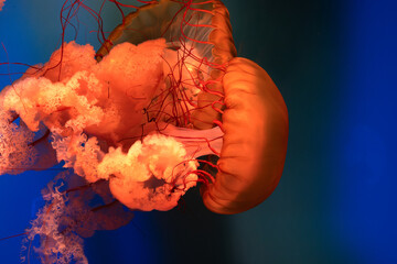 Jellyfish in a Tank in an Aquarium