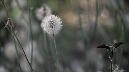 Close-up of single dandelion seed head in soft natural light