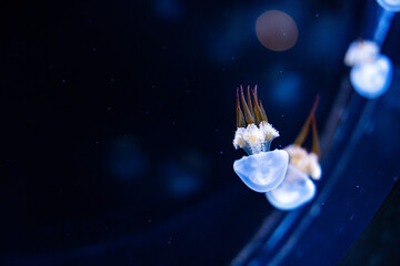 Jellyfish in a Tank in an Aquarium