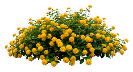 Lush yellow lantana bush with many small flowers isolated on transparent background