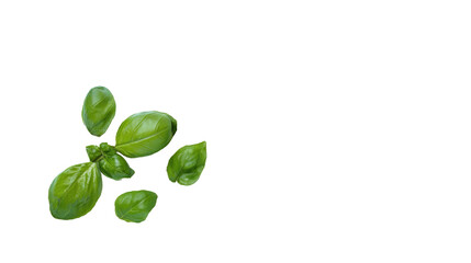 Fresh green basil leaves isolated on transparent background