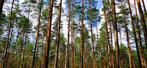 piekny las mazury © mobile