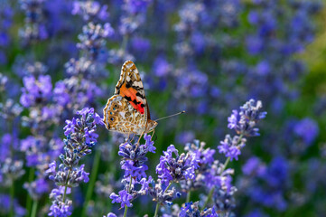 Beautiful orange butterfly drinks nectar from lavender flowers