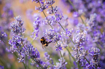 Naklejka premium a bumblebee collects nectar from a lavender