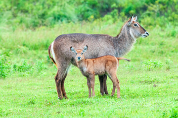 Waterbuck Family in Arusha National Park