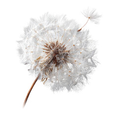 Close-up of two dandelion seed heads