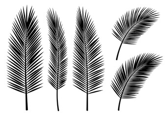 Fototapeta premium Black tropical palm leaves silhouettes on white background for design