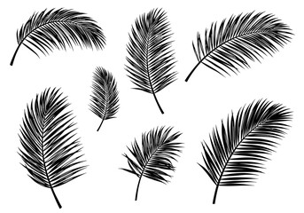 Fototapeta premium Black and White Palm Leaf Silhouette Pattern on a White Background