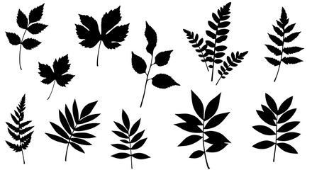 Assorted leaf silhouettes in black on white background for design elements