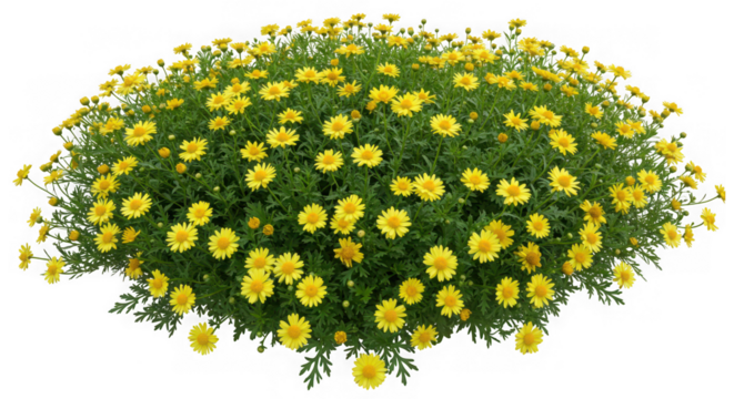 Abundant bush of small yellow daisy like flowers isolated on transparent background
