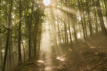 Obraz premium Il bosco appenninico invaso dalla nebbia e fasci di luce
