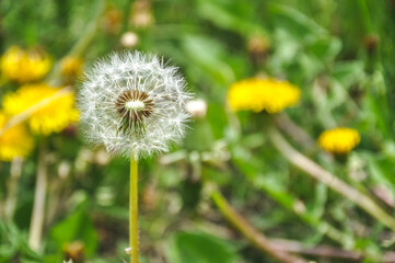green spring meadow a large group of dandelions, flower seeds