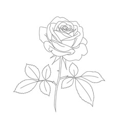 Elegant Rose Outline Illustration with Leaves and Stem on White Background