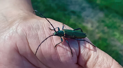 Musk beetle resting on a hand in natural sunlight with a green background