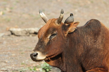 The jungle myna (Acridotheres fuscus) is a myna, a member of the starling family. This photo was taken in India.