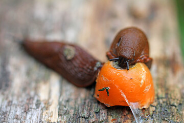 Spanish snail grates a carrot
