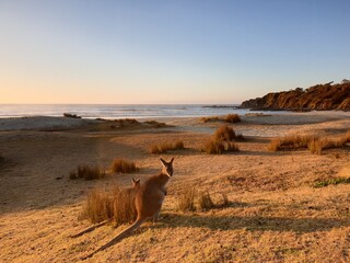 Australian Kangaroo and Wallaby at the Coast During Golden Hour