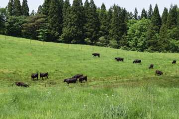 月山高原牧場 最高の眺め 山形県