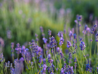 field of lavender