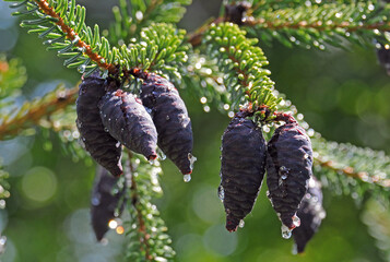 Blue fir-cones and raindrops