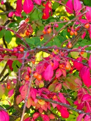 Red leaves and fruits of Barberry Thunberg Claritis against background of green foliage.