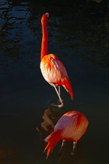 Flamingo at Sunset - Dark water and reflections