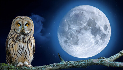 a full moon night with a knowledgeable owl perched on a branch