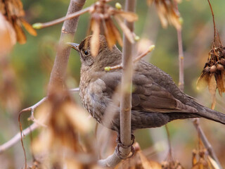 female house sparrow