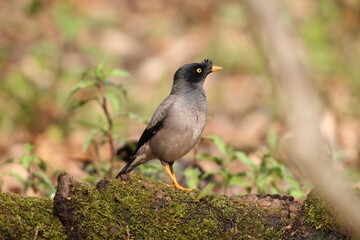 The jungle myna (Acridotheres fuscus) is a myna, a member of the starling family. This photo was taken in India.
