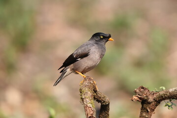 The jungle myna (Acridotheres fuscus) is a myna, a member of the starling family. This photo was taken in India.