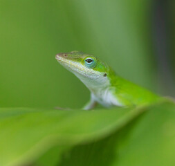 Small gree lizard on a large leaftq