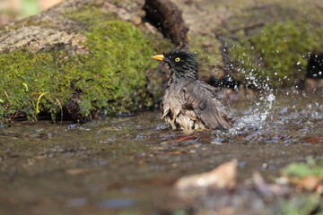 The jungle myna (Acridotheres fuscus) is a myna, a member of the starling family. This photo was taken in India.