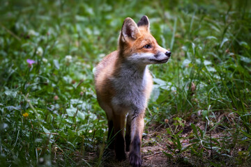 A red fox captured on a warm late July afternoon in the forests of southern Slovenia.