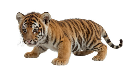 Obraz premium Isolated Tiger Cub on Transparent Background PNG
