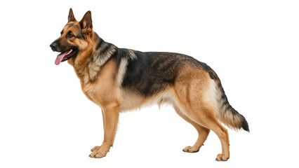 German Shepherd Dog Isolated on Transparent Background PNG