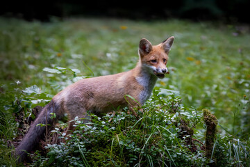 Red fox in the forests of Slovenia - Vulpes vulpes.