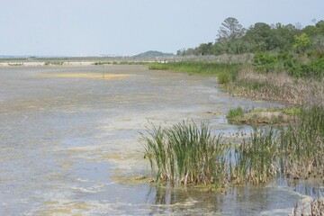 Huntington Beach State Park Birds 