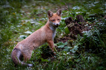 Red fox in the forests of Slovenia - Vulpes vulpes.