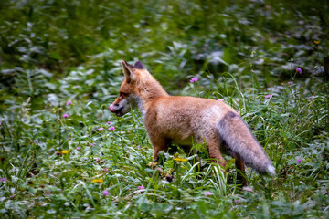 Red fox in the forests of Slovenia - Vulpes vulpes.