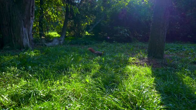 squirrel in the park bushes in the sun rays