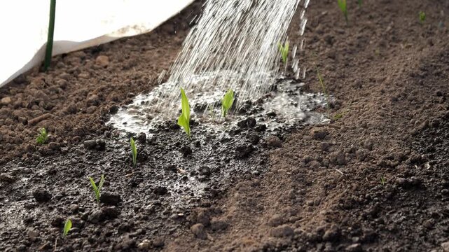 Seedlings are watered with a watering can in the greenhouse