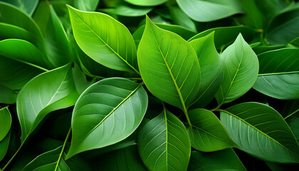 fresh green leaves with a glossy texture and vibrant colors