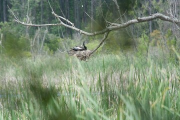 Huntington Beach State Park Birds 