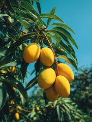 Ripe mangoes on branch, sunny orchard,  harvest