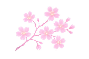 Fototapeta premium Blooming pink cherry blossom branches on a transparent background, adding a touch of spring beauty to any design or floral illustration