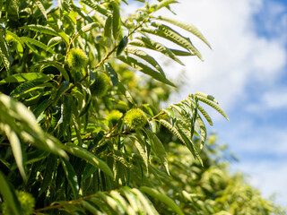 栗の木と緑の毬栗